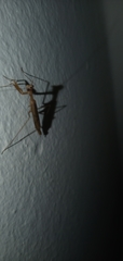 Musonia remota