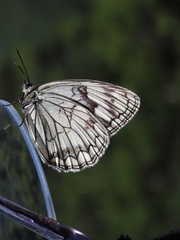 Melanargia halimede