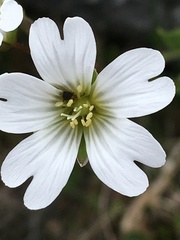 Cerastium glabratum