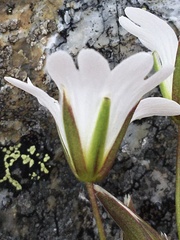 Cerastium glabratum