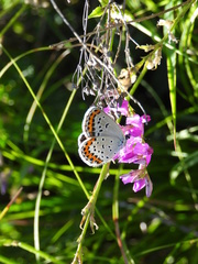 Plebejus subsolanus