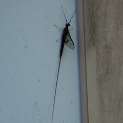 Hexagenia atrocaudata