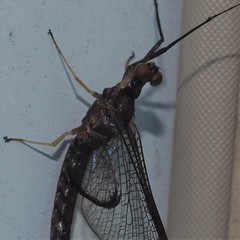 Hexagenia atrocaudata