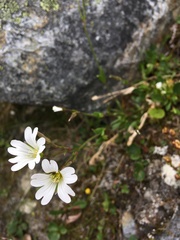 Cerastium glabratum