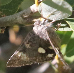 Litocala sexsignata