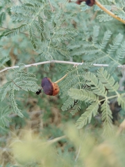 Prosopis farcta