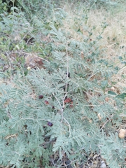 Prosopis farcta