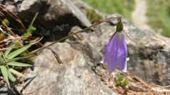 Adenophora morrisonensis