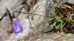 Adenophora morrisonensis