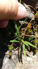 Adenophora morrisonensis