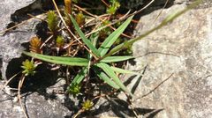 Adenophora morrisonensis