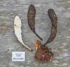 Xylaria schweinitzii