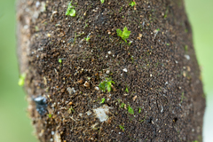 Xylaria schweinitzii