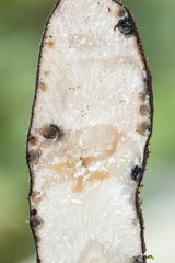 Xylaria schweinitzii