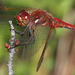 Red-veined Meadowhawk - Photo (c) Paul G. Johnson, some rights reserved (CC BY-NC-SA), uploaded by Paul G. Johnson