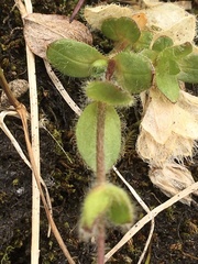 Cerastium nigrescens