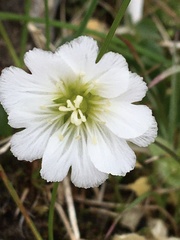 Cerastium nigrescens