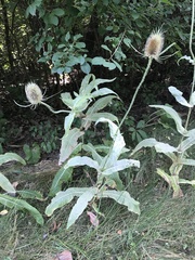Dipsacus fullonum