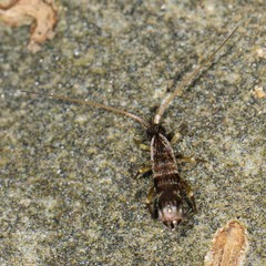 Pogonognathellus elongatus