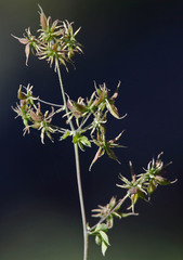 Thalictrum sparsiflorum