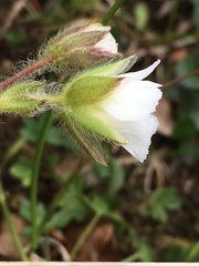 Cerastium nigrescens