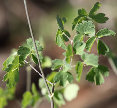 Thalictrum sparsiflorum