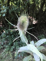 Dipsacus fullonum