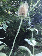 Dipsacus fullonum