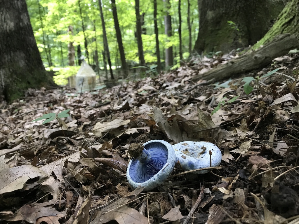 Indigo Milk Cap From Brown County US IN US On August 05 2020 At 02 11 PM By Brian Hunt