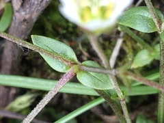 Dichodon cerastoides
