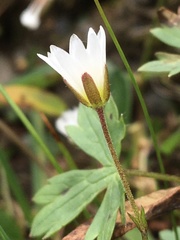 Dichodon cerastoides