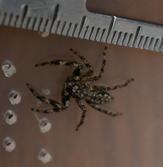 Platycryptus undatus