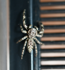 Platycryptus undatus