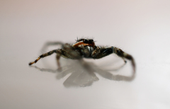 Platycryptus undatus