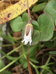 Dichodon cerastoides