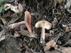 Lactarius mutabilis