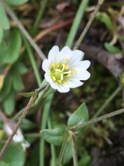Dichodon cerastoides