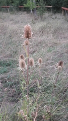 Dipsacus laciniatus