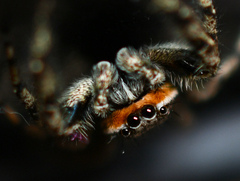 Platycryptus undatus