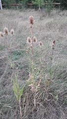 Dipsacus laciniatus