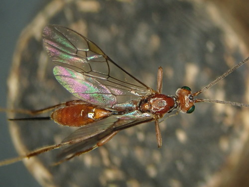 Meteorus Meteorus ictericus · iNaturalist