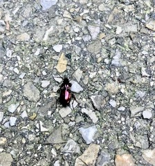 Pterostichus burmeisteri