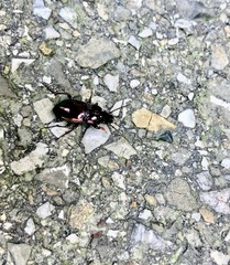 Pterostichus burmeisteri