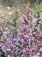 Erica paniculata