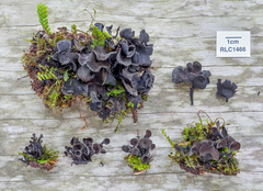 Cordieritidaceae