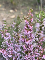 Erica paniculata