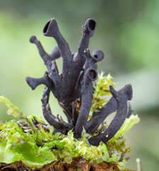 Cordieritidaceae