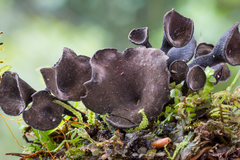 Cordieritidaceae