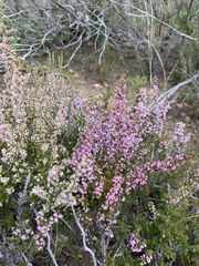 Erica paniculata