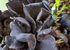 Cordieritidaceae